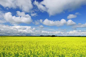 Canola Prints: Canola and clouds La Dore Quebec, Canada