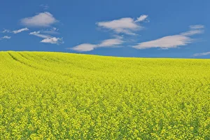 Images Dated 28th March 2023: Canola crop in bloom Duhamel, Quebec, Canada