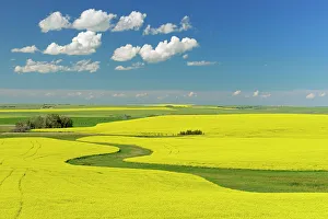 Canola crop in bloom, Strathmore, Alberta, Canada