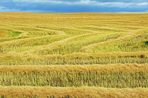Agribusiness Prints: Canola crop Morse Saskatchewan, Canada