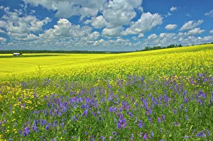Bloom Prints: Canola crop and wild vetch flowers in bloom New Liskeard, Ontario, Canada