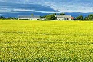Canola field Jonquiere Quebec, Canada