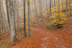 Cansiglio forest, Belluno province, Veneto, North Italy, Italy, Europe