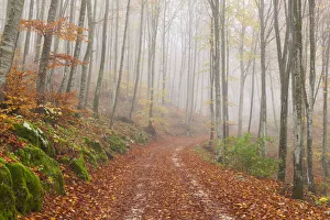 Tracks Prints: Cansiglio forest, Belluno province, Veneto, North Italy, Italy, Europe