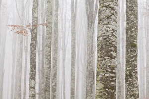 Color Prints: Cansiglio forest, Treviso province, Veneto, North Italy, Italy, Europe. Details of trunks