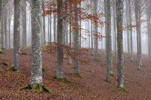 Treviso Prints: Cansiglio forest, Treviso province, Veneto, North Italy, Italy, Europe