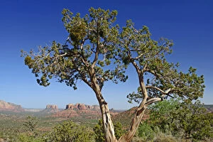 Images Dated 6th December 2012: Canyon Landscape near Sedona, Arizona, USA