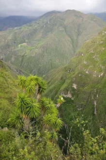 Images Dated 29th June 2012: Canyon north of Pasto, Colombia, South America