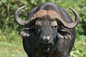 African Animal Gallery: A Cape buffalo in the Aberdare National Park