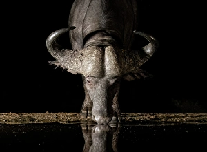 Mammals Prints: Cape Buffalo drinking at floodlit watering hole