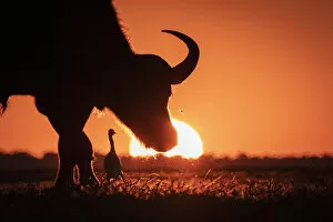 Dust Gallery: Cape Buffalo and Egret sunset silhouette, Chobe River, Chobe National Park, Botswana