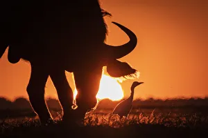 Cape Buffalo and Egret sunset silhouette, Chobe River, Chobe National Park, Botswana
