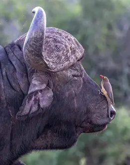 Mammals Prints: Cape buffalo with an oxpecker on its snout
