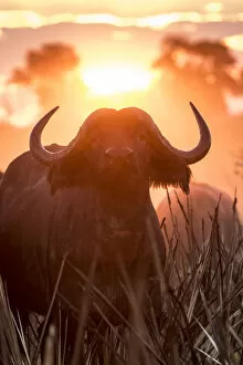 Natural History Gallery: A Cape Buffalo portrait in golden light, Okavango Delta, Botswana
