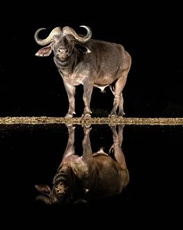 Cape Buffalo reflected in floodlit watering hole, Zimanga Private Game Reserve, Natal, South Africa