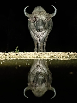 Cape Buffalo reflecting in floodlit watering hole, Zimanga Private Game Reserve, Natal, South Africa