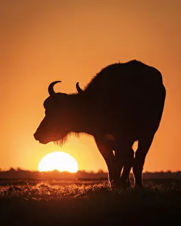 Gold Gallery: Cape Buffalo sunset silhouette, Chobe River, Chobe National Park, Botswana