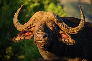 Close Ups Prints: Cape buffalo (Syncerus caffer caffer)