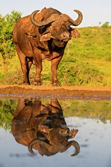 Ungulates Prints: Cape buffalo (Syncerus caffer caffer)