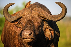 Close Ups Prints: Cape buffalo (Syncerus caffer caffer)