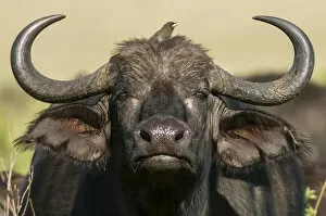 Images Dated 24th November 2020: Cape Buffalo (Syncerus caffer), Masai Mara National Reserve, Kenya