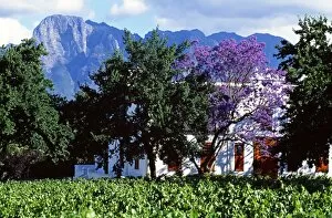 Vine Yard Gallery: Cape Dutch farmstead vineyard near Franschoek