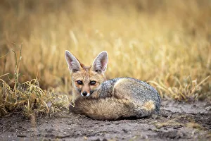 Kalahari Prints: Cape Fox, Kalahari Desert, Botswana
