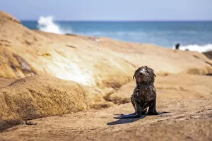 Images Dated 29th June 2022: Cape Fur Seal pup, Skeleton Coast National Park, Namibia
