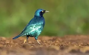 Starling Prints: Cape (glossy) starling, Zimanga Private Game Reserve, Natal, South Africa
