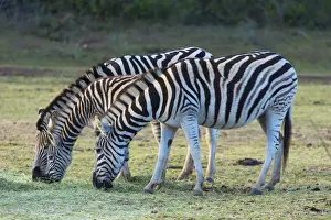 Zebra Prints: Cape mountain zebra, Botlierskop Private Game Reserve, Western Cape, South Africa