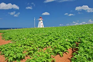 Potatoes Prints: Cape Tryon Lighthouse, potatoes in flower. Cape Tryon, Prince Edward Island, Canada