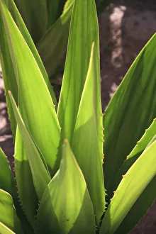 Cabo Verde Prints: Cape Verde, Sal, Santa Maria, Agave Plant