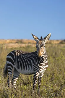 Zebra Prints: Cape zebra, Botlierskop Private Game Reserve, Western Cape, South Africa