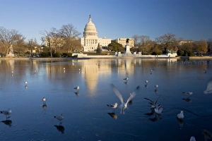 Washington Dc Prints: The Capitol