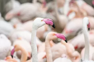 Images Dated 10th March 2022: Captive Greater flamingo (Phoenicopterus Ruber Roseus) at Zoo Hluboka, Hluboka nad Vltavou
