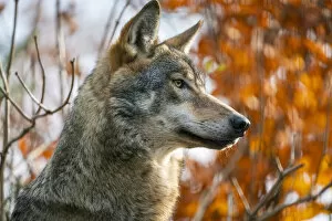 Mammal Gallery: Captive grey wolf (Canis Lupus) at Zoo Hluboka, Hluboka nad Vltavou, South Bohemian Region