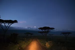 Images Dated 2nd August 2013: Car headlights illumiate the road into Ngorongoro Crater, before dawn, Tanzania