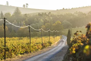 Franschoek Prints: Car & Road through Winelands & vineyards, nr Franschoek, Western Cape Province, South