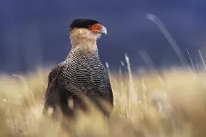 Torres Prints: Cara cara searching for preys in the Torres del Paine National Park, Patagonia, Chile
