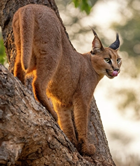 Wild Cat Prints: Caracal in a tree, Zimanga Private Game Reserve, Natal, South Africa