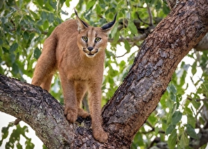 Wild Cat Prints: Caracal in a tree, Zimanga Private Game Reserve, Natal, South Africa