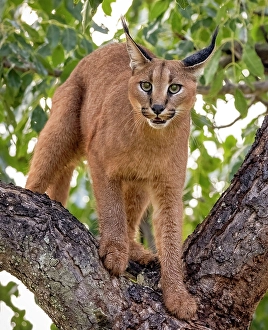 Mammals Prints: Caracal in a tree, Zimanga Private Game Reserve, Natal, South Africa