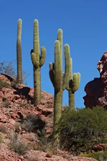 Cardon Prints: Cardon cacti (Echinopsis atacamensis) inside the lands of Finca Montenieva