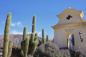 Cardon Prints: Cardon cacti at the entrance of the Bodega Finca Quara winery