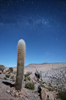Atacama Prints: A Cardon cactus (Echinopsis atacamensis) with a starry sky