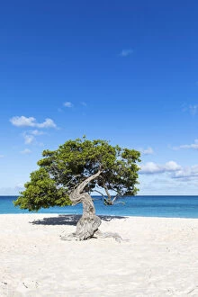 Aruba Gallery: Caribbean, Aruba, Eagle Beach, A 'Fofoti'tree at Eagle Beach