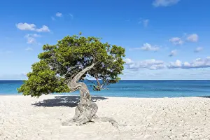 Caribbean, Aruba, Eagle Beach, A Fofoti'tree at Eagle Beach