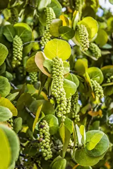 Caribbean, Aruba, Eagle Beach, Sea grape (Coccoloba Uvifera) on Eagle Beach