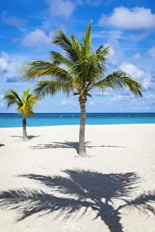 Caribbean, Aruba, Oranjestad, Palm trees on Eagle Beach