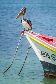 Images Dated 25th September 2020: Caribbean, Aruba, San Nicolas District, Pellican on a boat in Rodgers Beach